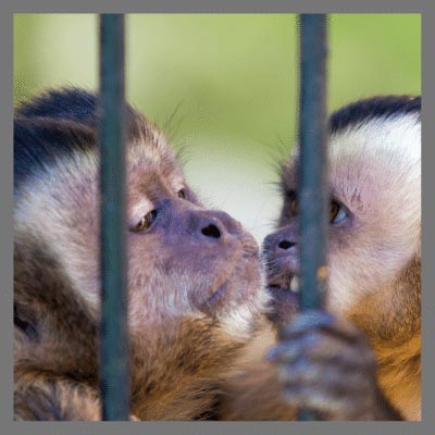 Captive-animals-become-lethargic
