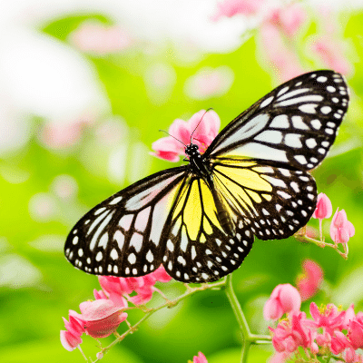 beautiful-butterfly