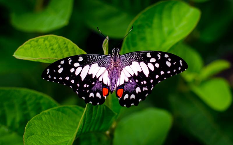 butterfly-signs-spiritual