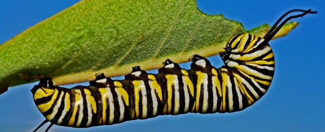 caterpillar-metamorphosis