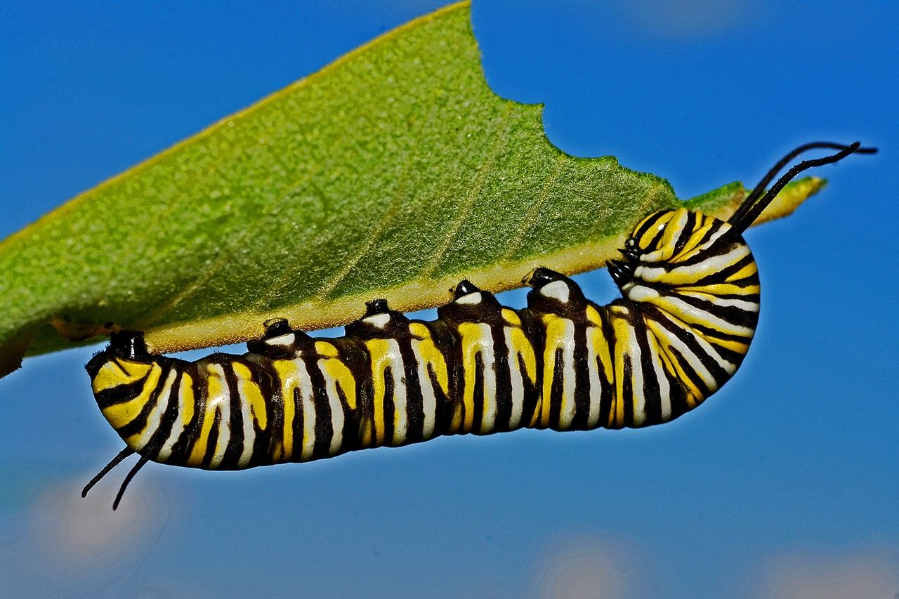 caterpillar-metamorphosis