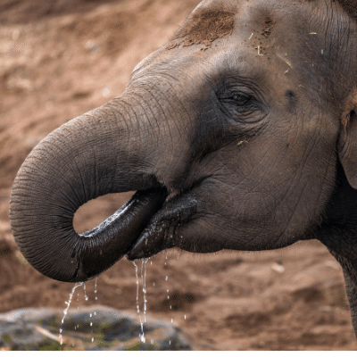 cute-baby-Elephant