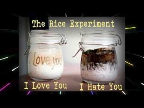 the-rice-experiment-love-hate